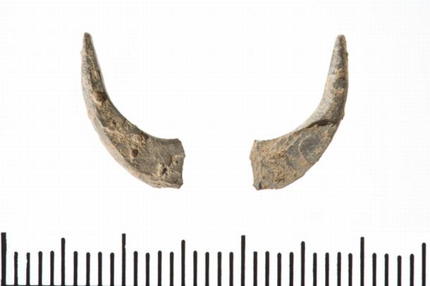 Scientists discover evidence of prehistoric gamefishing
